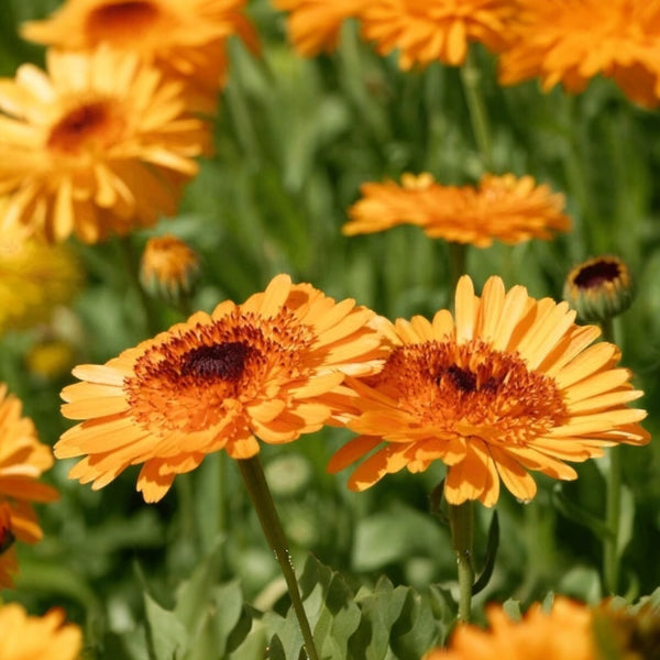 Calendule 'Crown Orange'