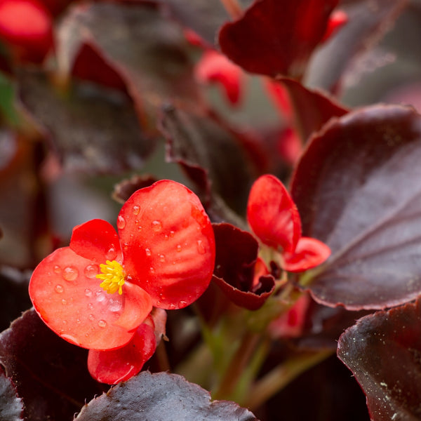 Begonia 'Viking® XL' F1