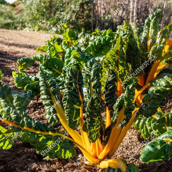 Swiss chard 'Silverado'