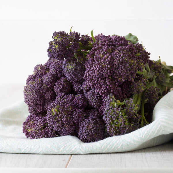 Brocoli 'Purple Magic'