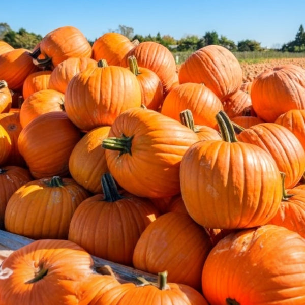 Orange Pumpkin