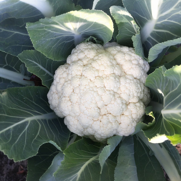 White Cauliflower 'Minuteman'