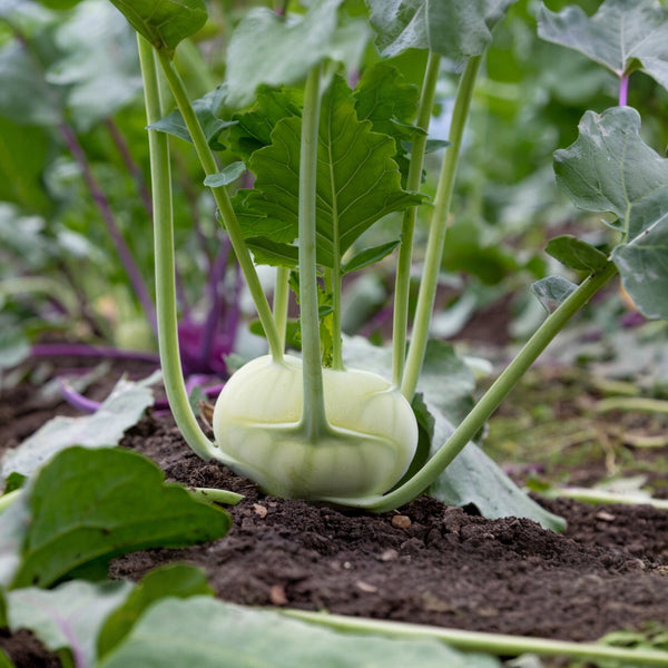 Kohlrabi 'Quickstar'