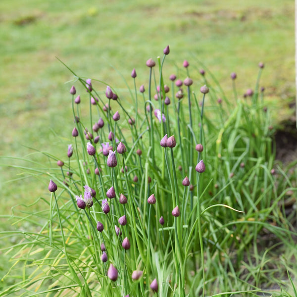 Organic 'Nelly' Chives