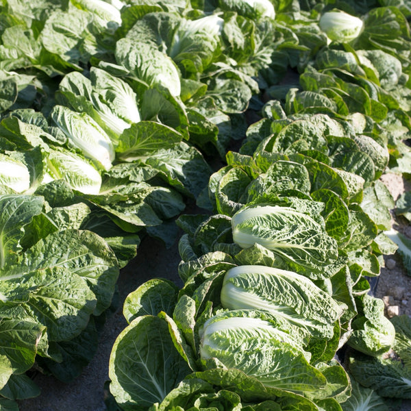 Chinese cabbage 'Bilko'