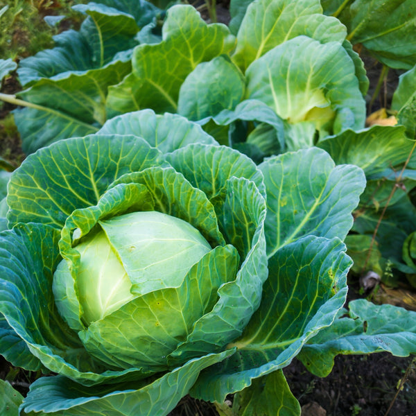 Summer cabbage 'Bronco'