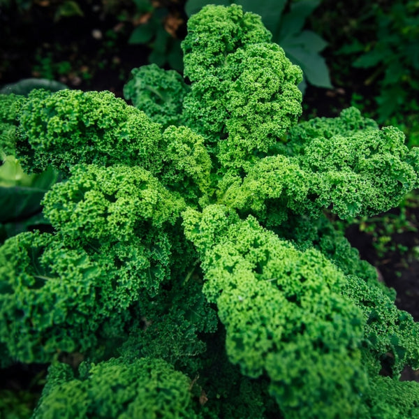 Kale 'Rogue'