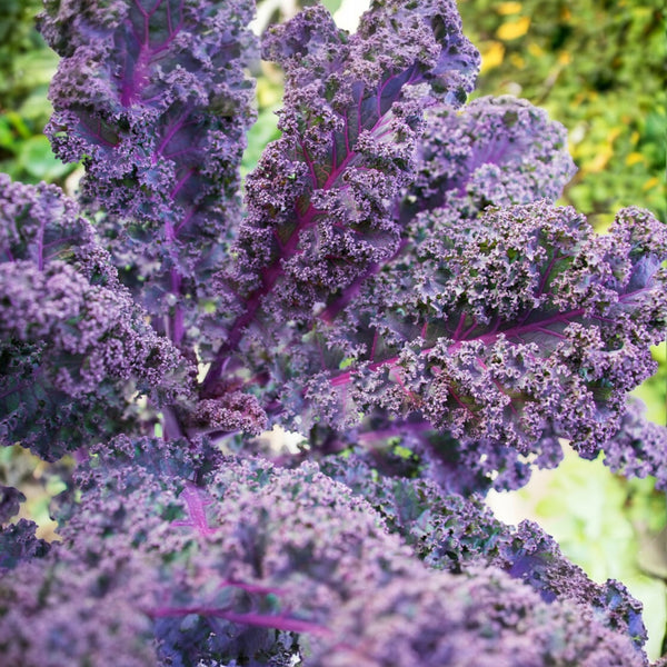 Kale 'Scarlet'