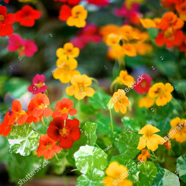 Nasturtium 'Alaska Mix'