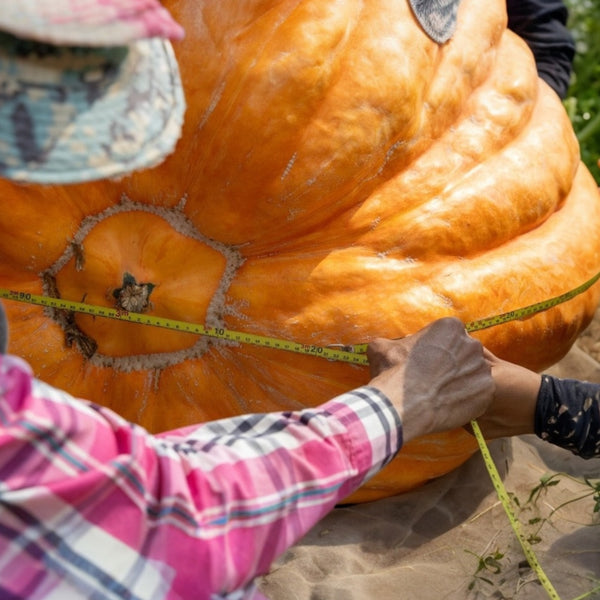 Citrouille 'Atlantic Giant'