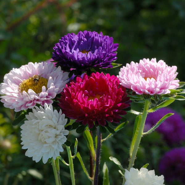 Cosmos double mélange 'Click'