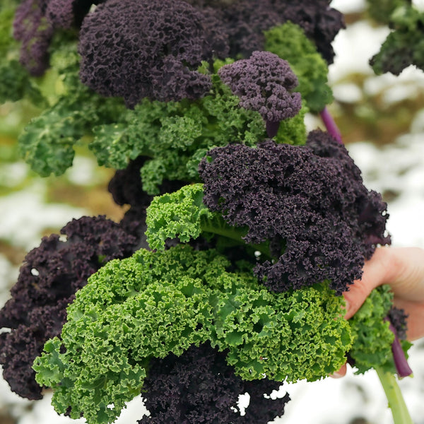 Kale – Flowering Yokohama Mix F1