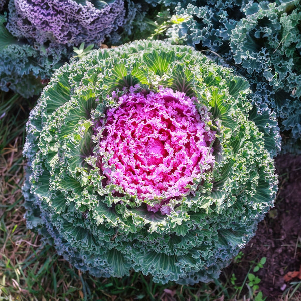 Kale – Flowering Glamour™ Red F1