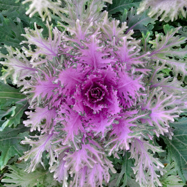 Kale – Flowering Crane™ Feather Mix F1