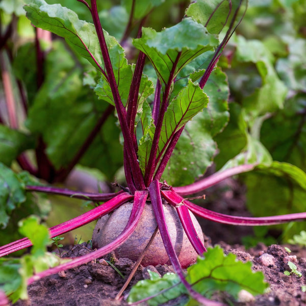 Beetroot 'Detroit Supreme'