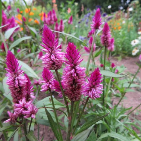 Celosia 'Ruby Parfait'