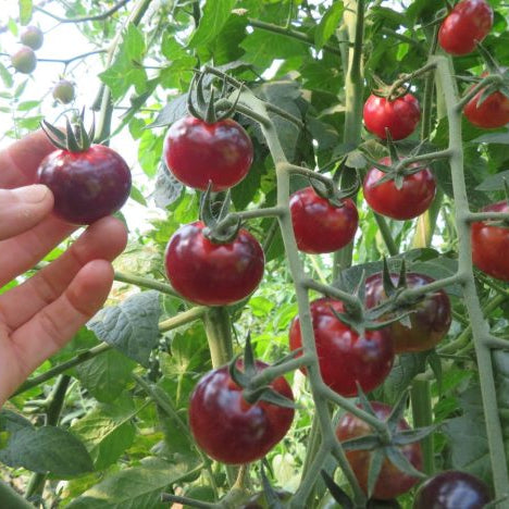 Tomato 'Glossy Rose Blue'