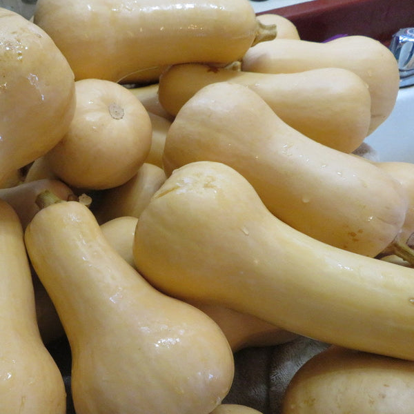 Courge 'Butternut'