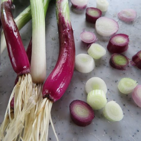 Bunching onion 'Red and green'