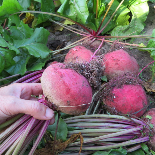 Beetroot 'Chiogga'