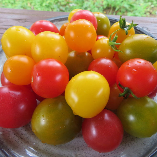 Tomates 'micro mix'