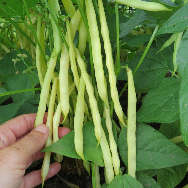 Bush bean 'Orinoco'