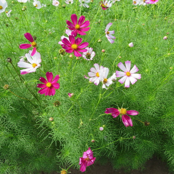 Cosmos 'Picotée'