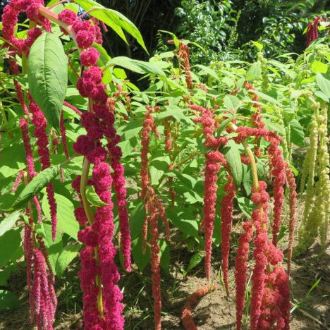 Amaranth mix 'Foxtail'