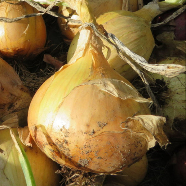 Onion 'Ailsa Craig'