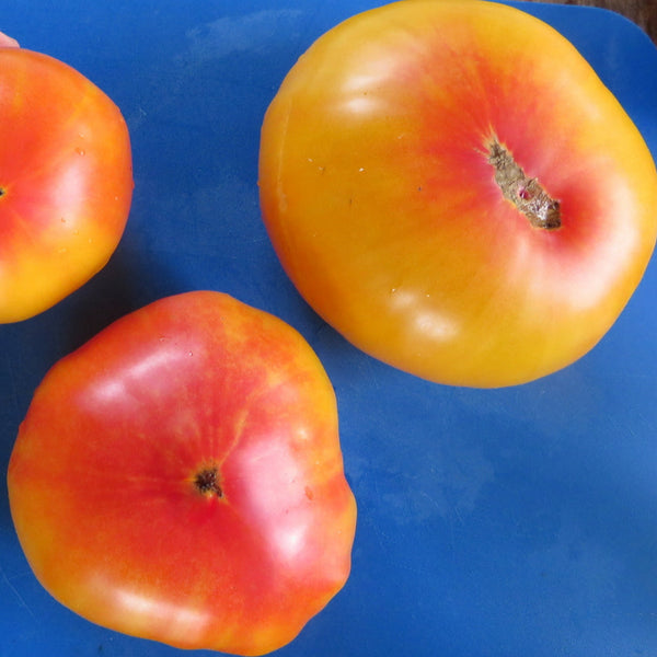 Tomato 'Anna bicolor'