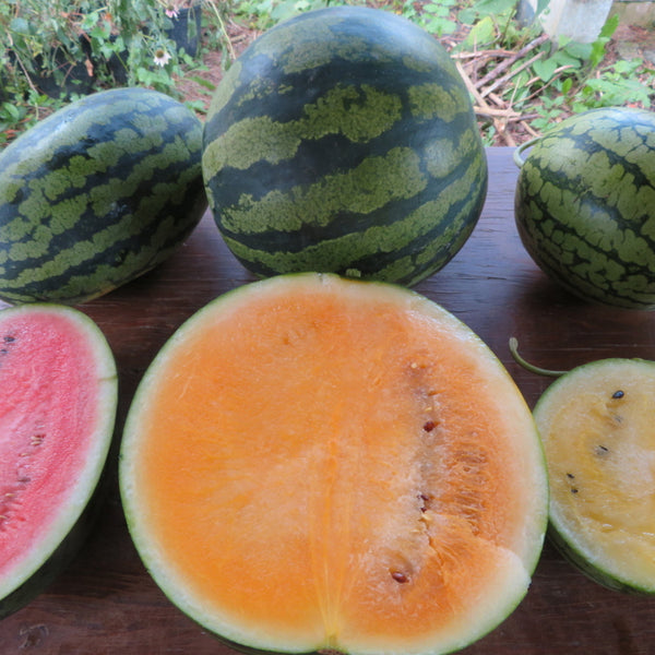 Melons d'eau 'en trio'