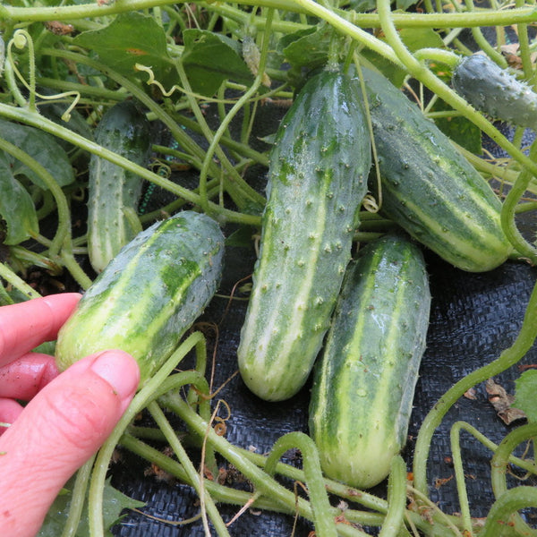 Cucumber 'Little Leaf'