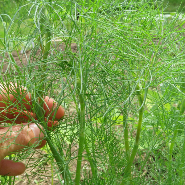 Dill 'Ella'