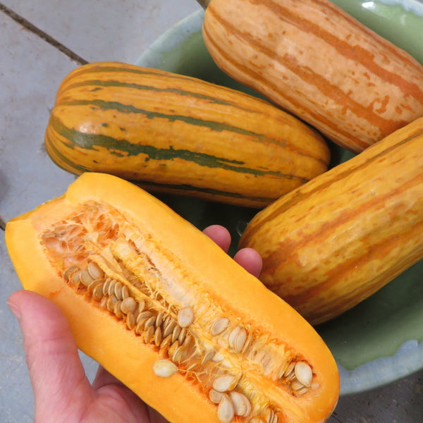 'Delicata Honey Boat' Squash