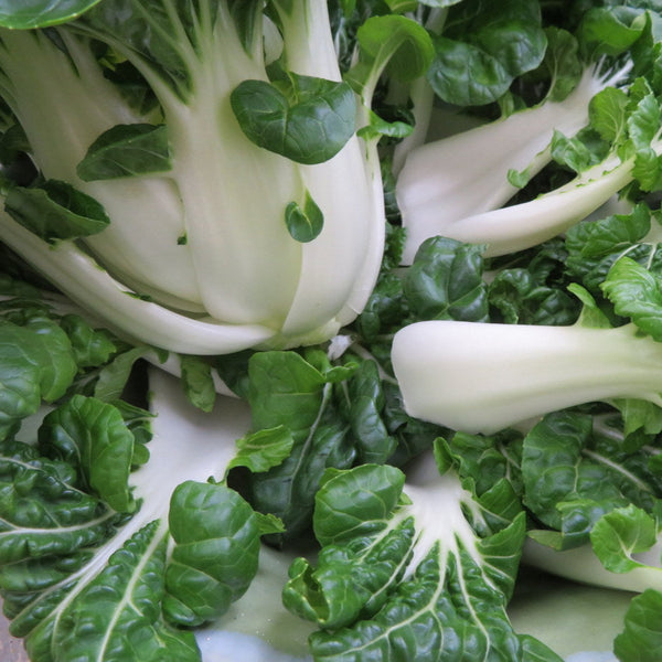 Chinese Cabbage 'Bok Choy' extra dwarf