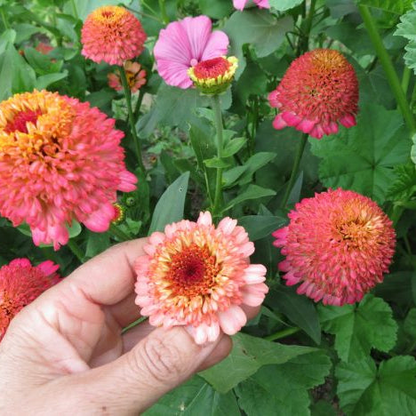 Zinnia 'Zinderella Peach'