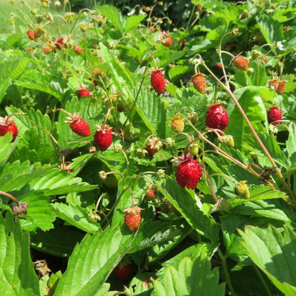 Alpine strawberry 'Mignonette'