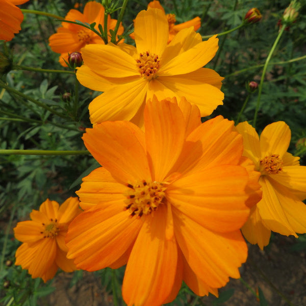 Cosmos 'Sulfureux'