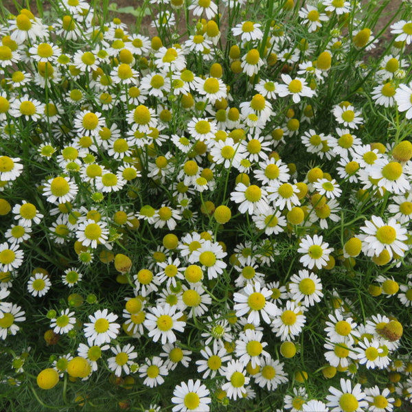 German chamomile