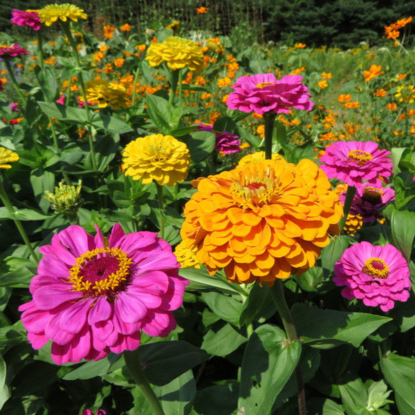 Zinnia mélange 'Géant de Californie'