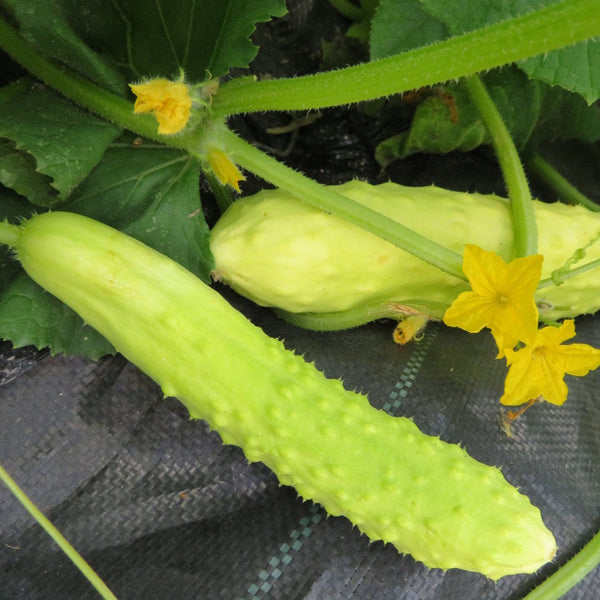 Cucumber 'Three White Leaves'