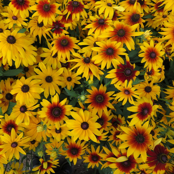 Rudbeckie 'Gloriosa'