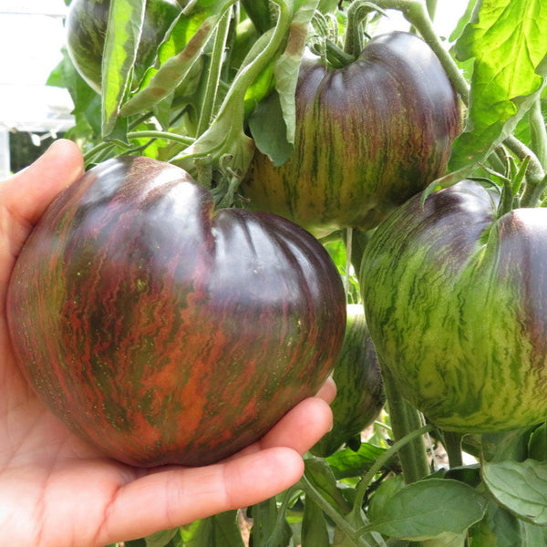 Tomato 'Rebel Starfighter Prime'