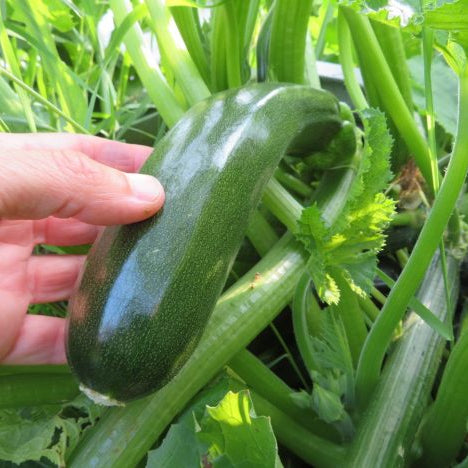 Green zucchini 'mix'