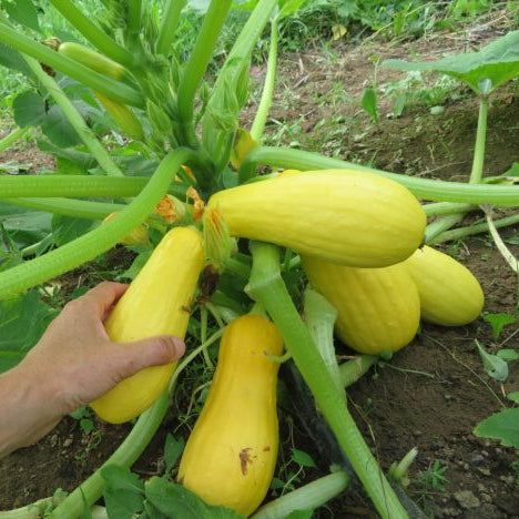 Zucchini 'Saffron'