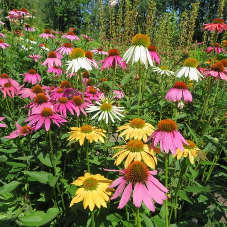 Echinacea 'Joly-Camille'