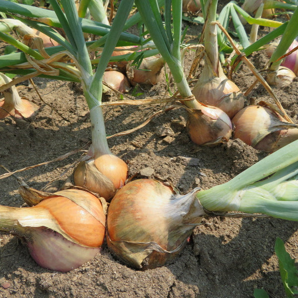 Onion 'Keravel'