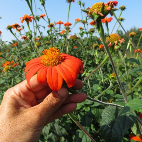 Mexican sunflower