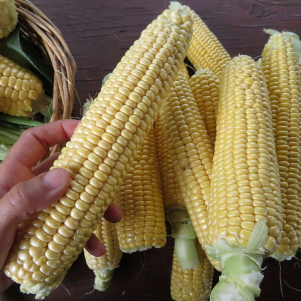 Corn 'New Mama Super Sweet'