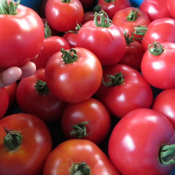 Tomato 'Canabec'